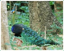 Birds in Chiang Dao 